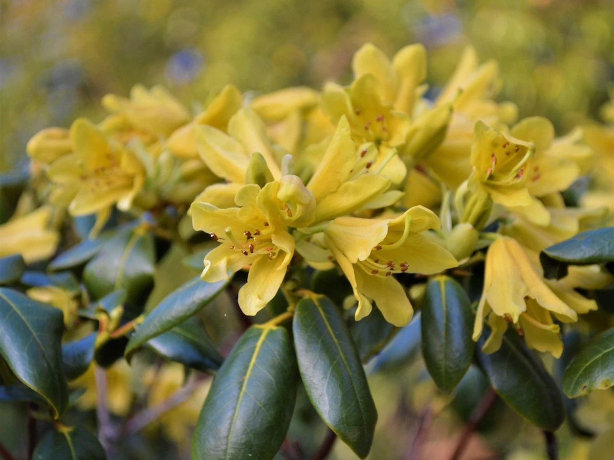 R. cinnabarinum ssp. xanthocodon
